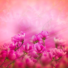 Obraz premium Blossoming of magnolia flowers in spring time