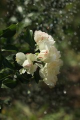 A bush of beautiful white roses in the rain and sun