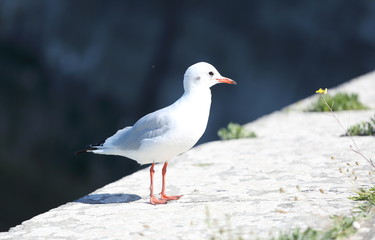 Profil de Goéland
