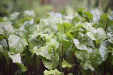 Beet tops macro photography