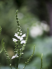 White flowers isolated at green background