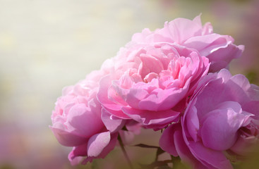 Pink roses in pastel colours. 
