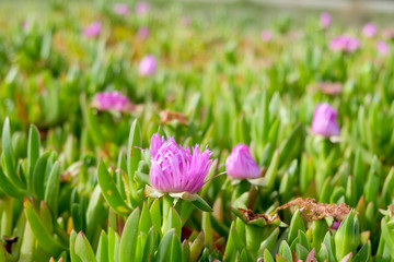 Obraz premium A kind of succulent plant with pink flowers and thick leaves bloom along roadside in Morrocco.