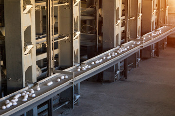 chicken eggs go through the transporter and the worker settles the eggs in special trays, packing of chicken eggs, production, poultry farm