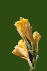 Wunderwerk der Natur - Aufbruch einer Blüte in Gelb