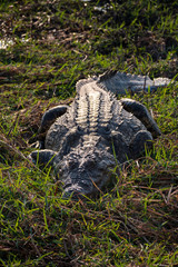Crocodile on the banks of Chobe River in Botswana