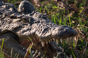 Crocodile on the banks of Chobe River in Botswana