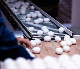 Sorting and packing of chicken eggs at a poultry farm, chicken eggs on a conveyor