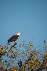 African Fish Eagle in Chobe National Park, Botswana