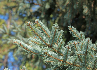 Zweig von einer serbischen Fichte, Picea omorika
