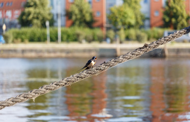 colorful bird sitting on row at the river and harbour