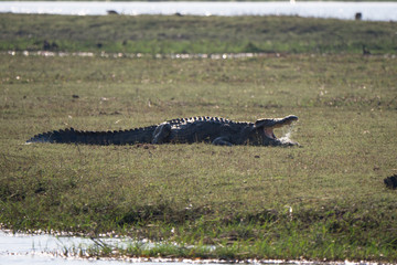 Crocodile on the banks of Chobe River in Botswana
