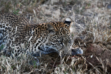 Fototapeta na wymiar Leopard im Moremi Reserve