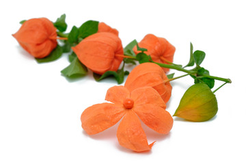 Physalis isolated in white background. Inca berry. Winter cherry.