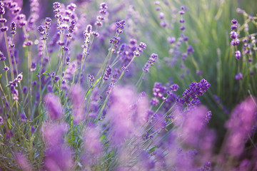 Sunset sky over lavender bushes. Close-up of flower field background. Design template for lifestyle illustration.
