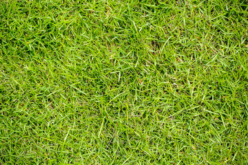Green grass texture. Green grass background texture. Element of design. Green grass texture background Top view of bright grass garden Idea concept used for making green backdrop