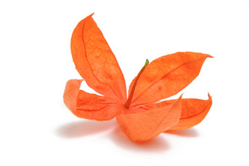 Physalis isolated in white background. Inca berry. Winter cherry.