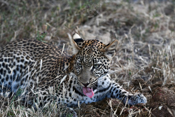 Leopard im Moremi Reserve