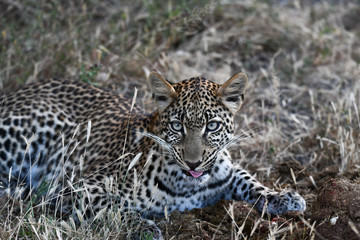 Leopard im Moremi Reserve