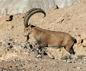 Nubian ibex (Capra nubiana sinaitica) with beautiful horns in Sde Boker. Handsome male. Negev...