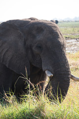Elephant on the banks of Chobe river, Botswana