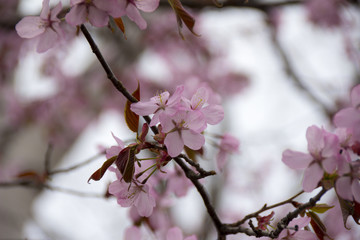 Obraz premium 戸隠森林植物園のオオヤマザクラ／長野県長野市