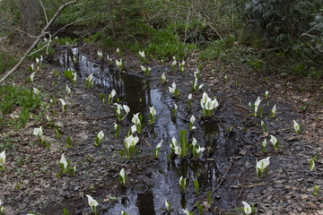 戸隠森林植物園の水芭蕉の群生／長野県長野市