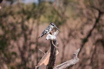 Pied Kingfisher in Chobe National Park, Botswana