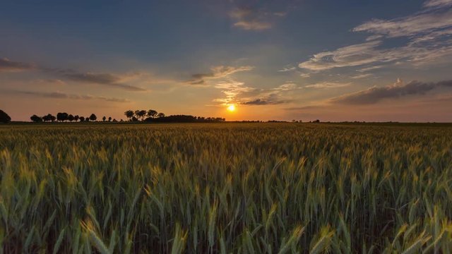Beautiful sunset over rye field in Poland. 4k Time-lapse