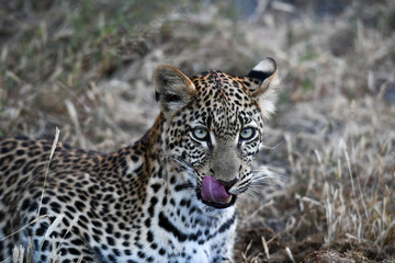 Leopard im Moremi Reserve