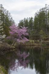 Fototapeta na wymiar 戸隠森林植物園のオオヤマザクラ／長野県長野市