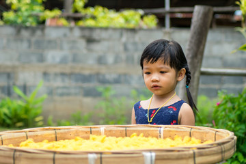 child girl and yellow pupae nest cocoons silk worm