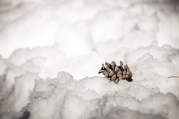 Pine cone alone in the snow.