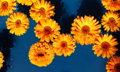 Fototapeta na wymiar clear water and floating on her calendula flowers
