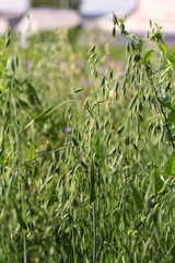Green ears of oats on the field