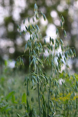 Green ears of oats on the field