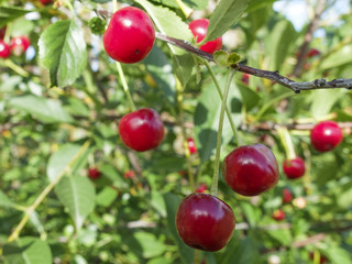 erry cherry on a Bush green background. macro