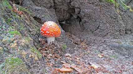 Fly agaric in the forest