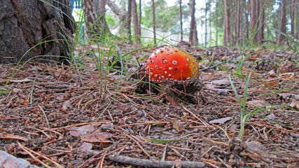 Fly agaric in the forest