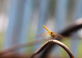 Dragonfly in the environment of nature, using as a background or Wallpaper.