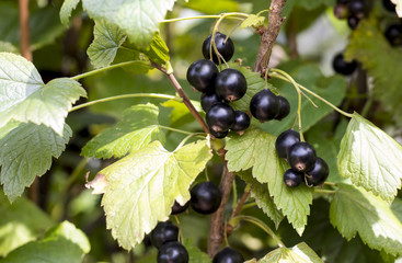 black currant on a branch