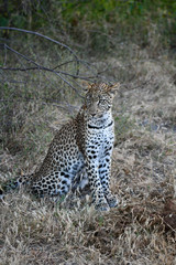 Leopard im Moremi Reserve