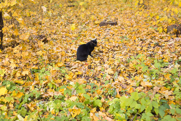 Cat in autumn park. Black cat sitting on the leaves