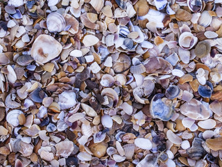 small pieces of seashells on the beach