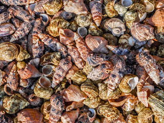Background of a collection of colored shells macro