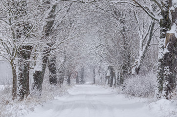 WINTER ATTACK - Road and trees covered with snow