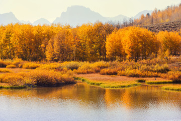 Autumn in Grand Teton