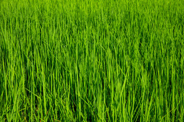 Background of green rice