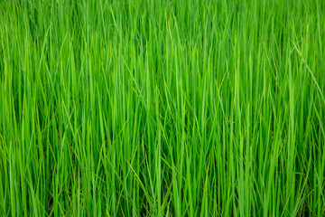 Background of green rice