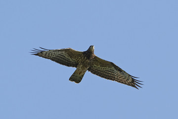 Common buzzard (Buteo buteo)